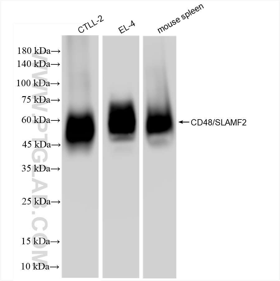 WB analysis using 83871-1-RR