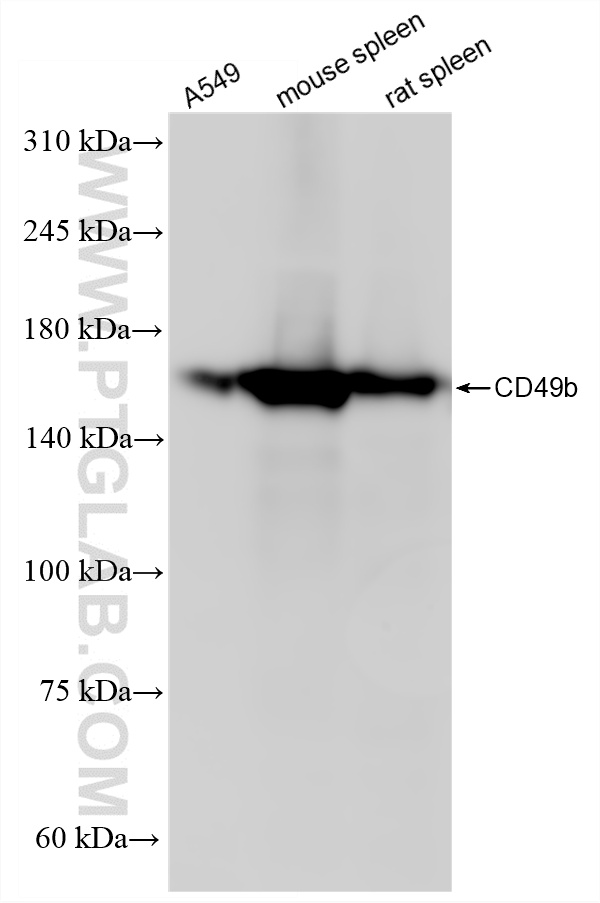 WB analysis using 87503-1-RR WB analysis using 87503-1-RR