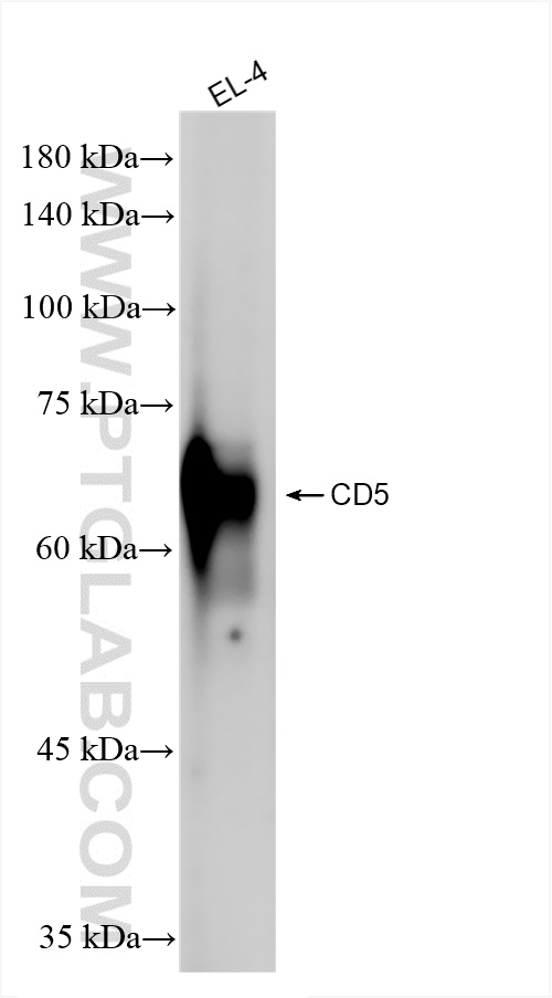 WB analysis of EL-4 using 83451-4-RR