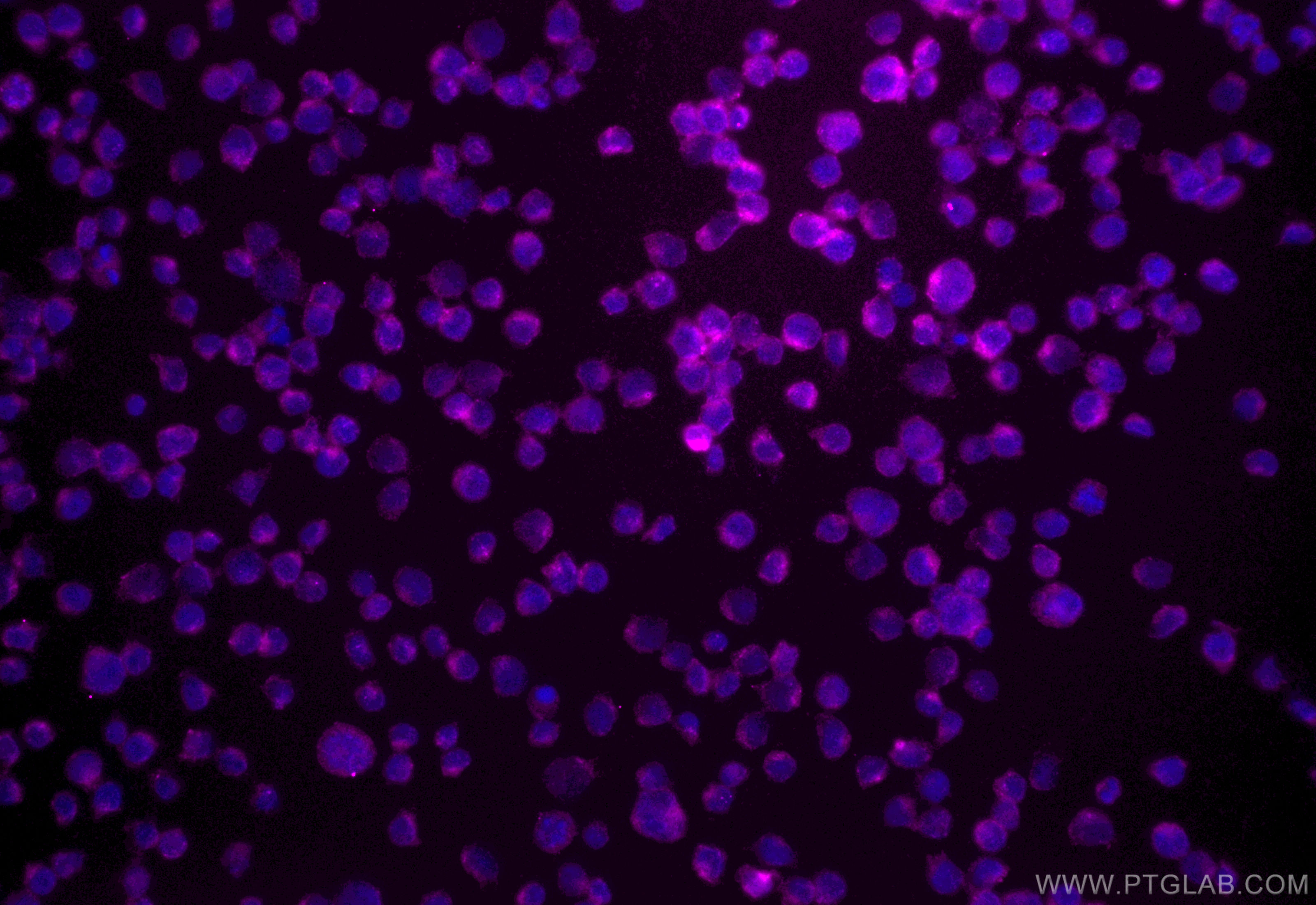 IF Staining of Jurkat using CL647-84837