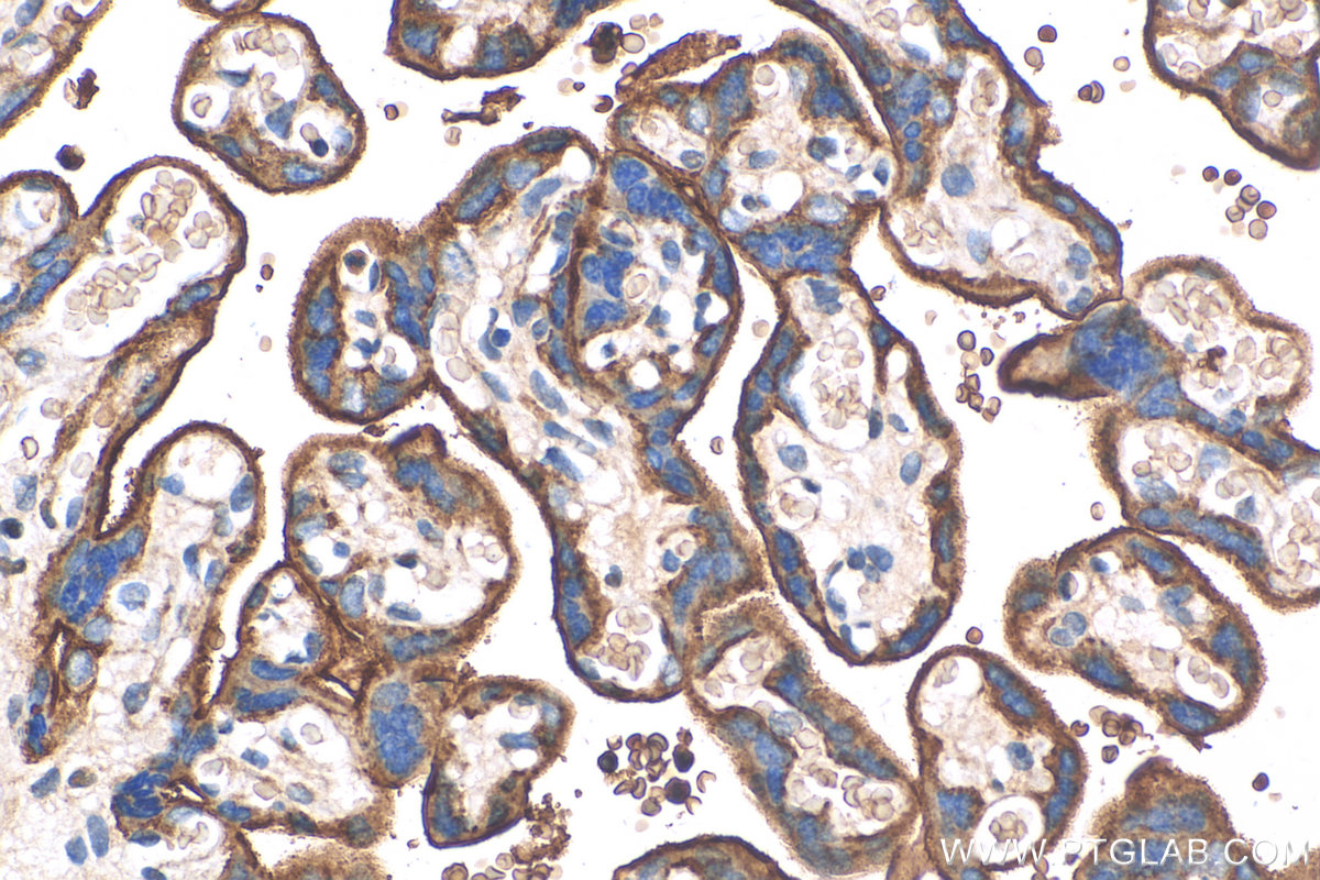 IHC staining of human placenta using 26580-1-AP