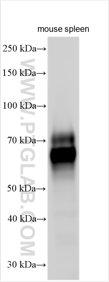 WB analysis using 32061-1-AP