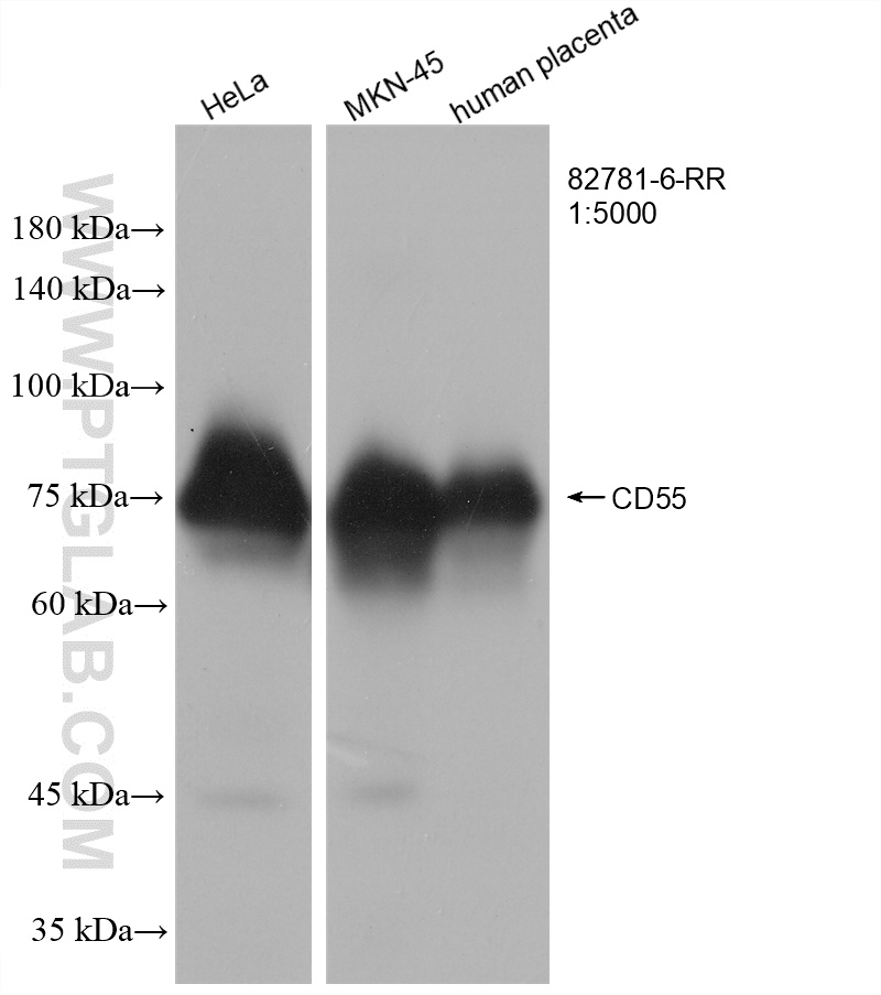 WB analysis using 82781-6-RR