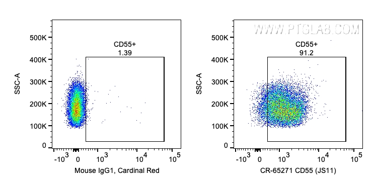 CD55