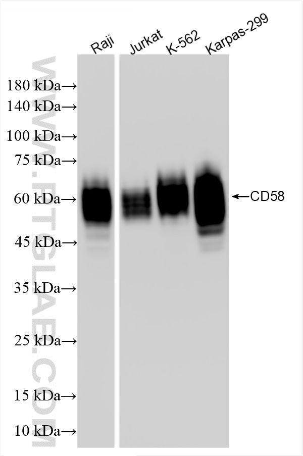 WB analysis using 85950-1-RR (same clone as 85950-1-PBS)