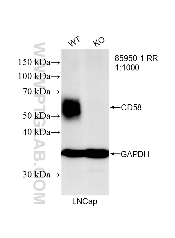 WB analysis of LNCaP using 85950-1-RR