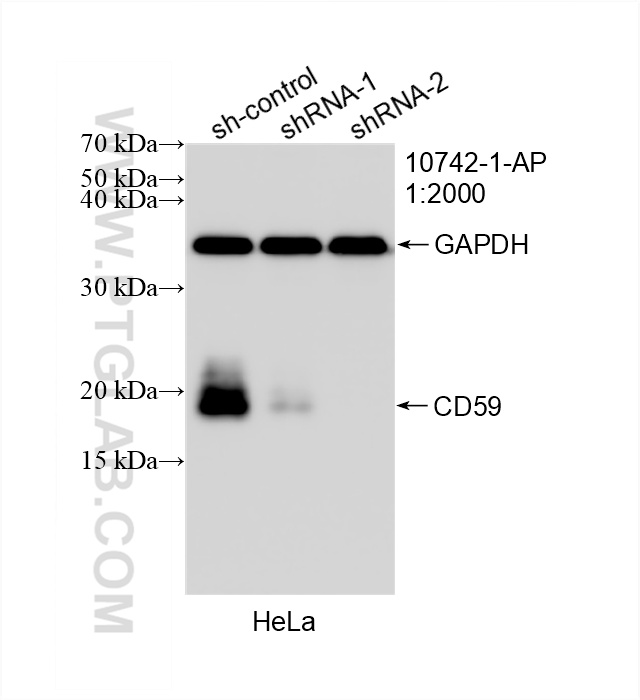 WB analysis of HeLa using 10742-1-AP