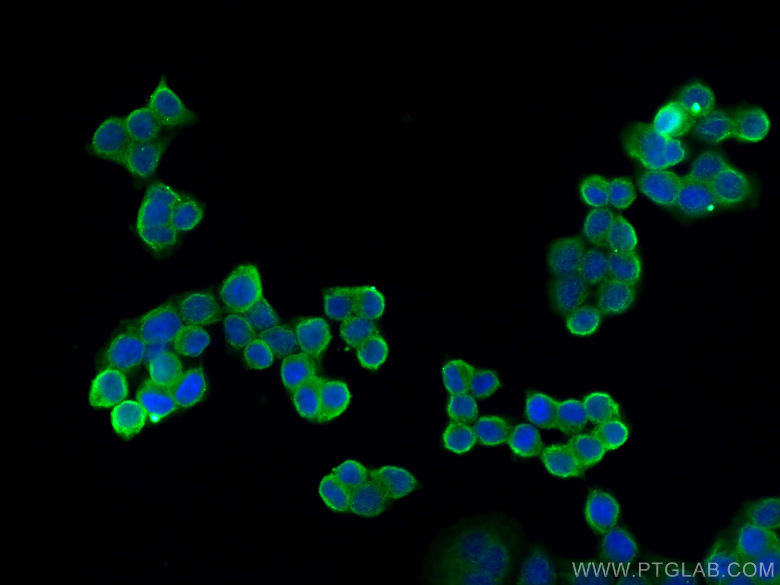 IF Staining of BxPC-3 using 68222-1-Ig (same clone as 68222-1-PBS)