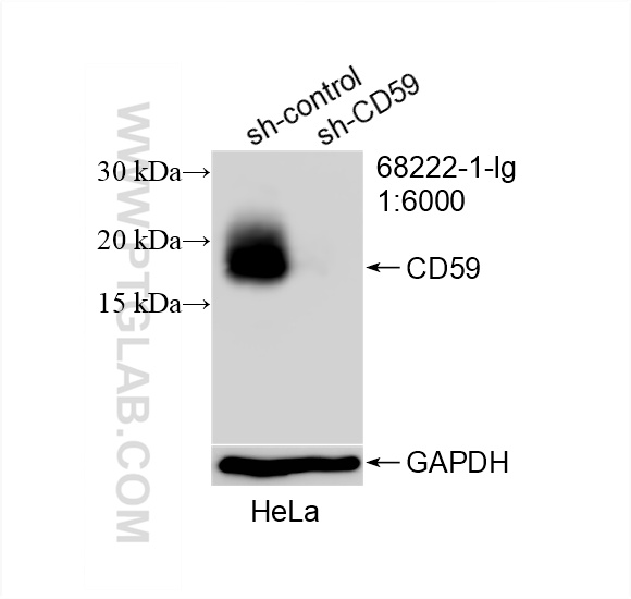 WB analysis of HeLa using 68222-1-Ig