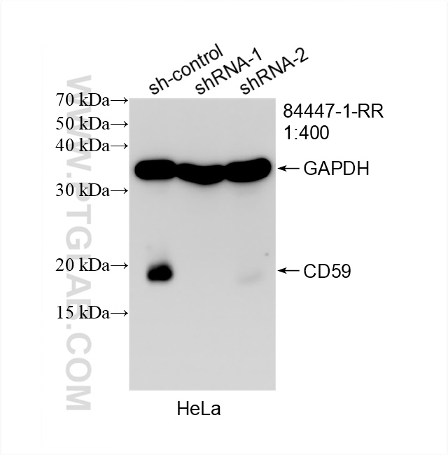 WB analysis of HeLa using 84447-1-RR (same clone as 84447-1-PBS)