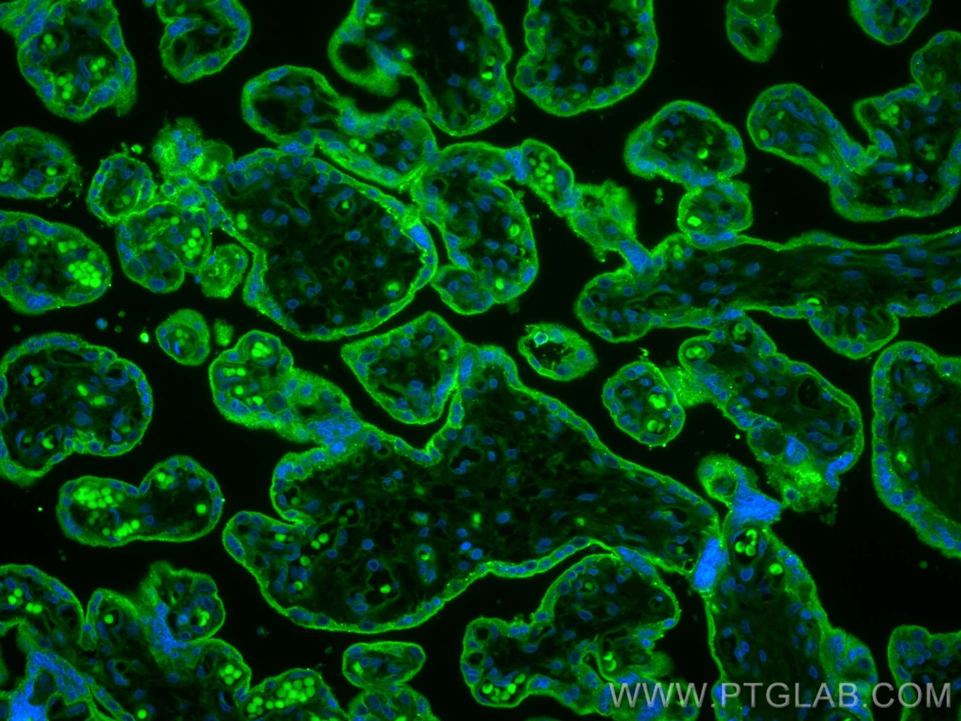 IF Staining of human placenta using CL488-68222