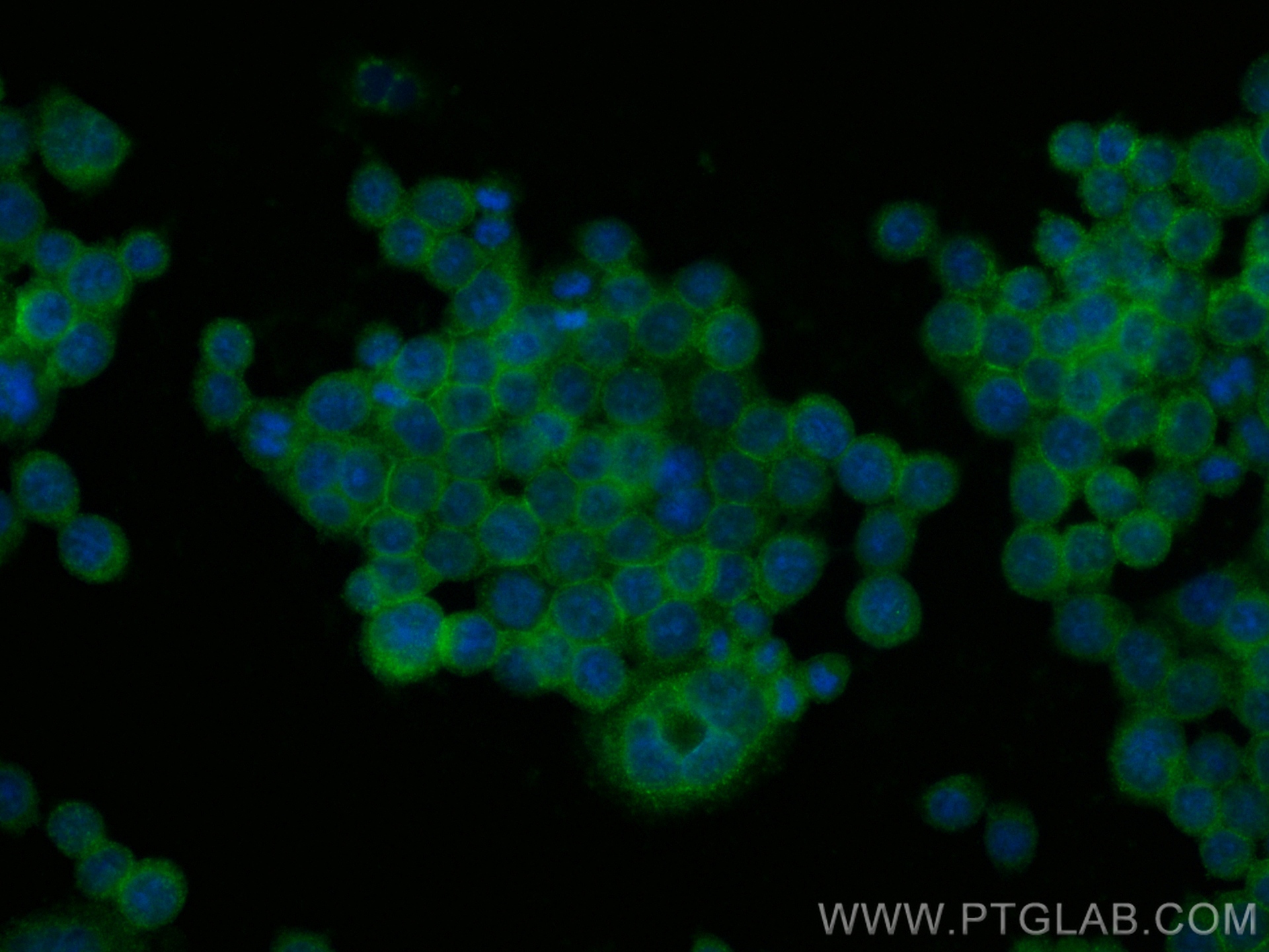 IF Staining of BxPC-3 using CL488-68222