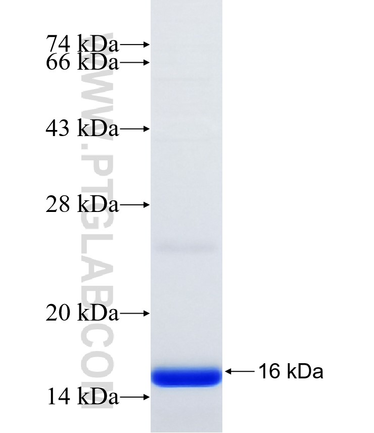 CD59 fusion protein Ag32571 SDS-PAGE CD59 fusion protein Ag32571 SDS-PAGE
