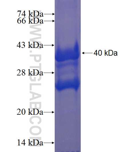 CD59 fusion protein Ag1173 SDS-PAGE