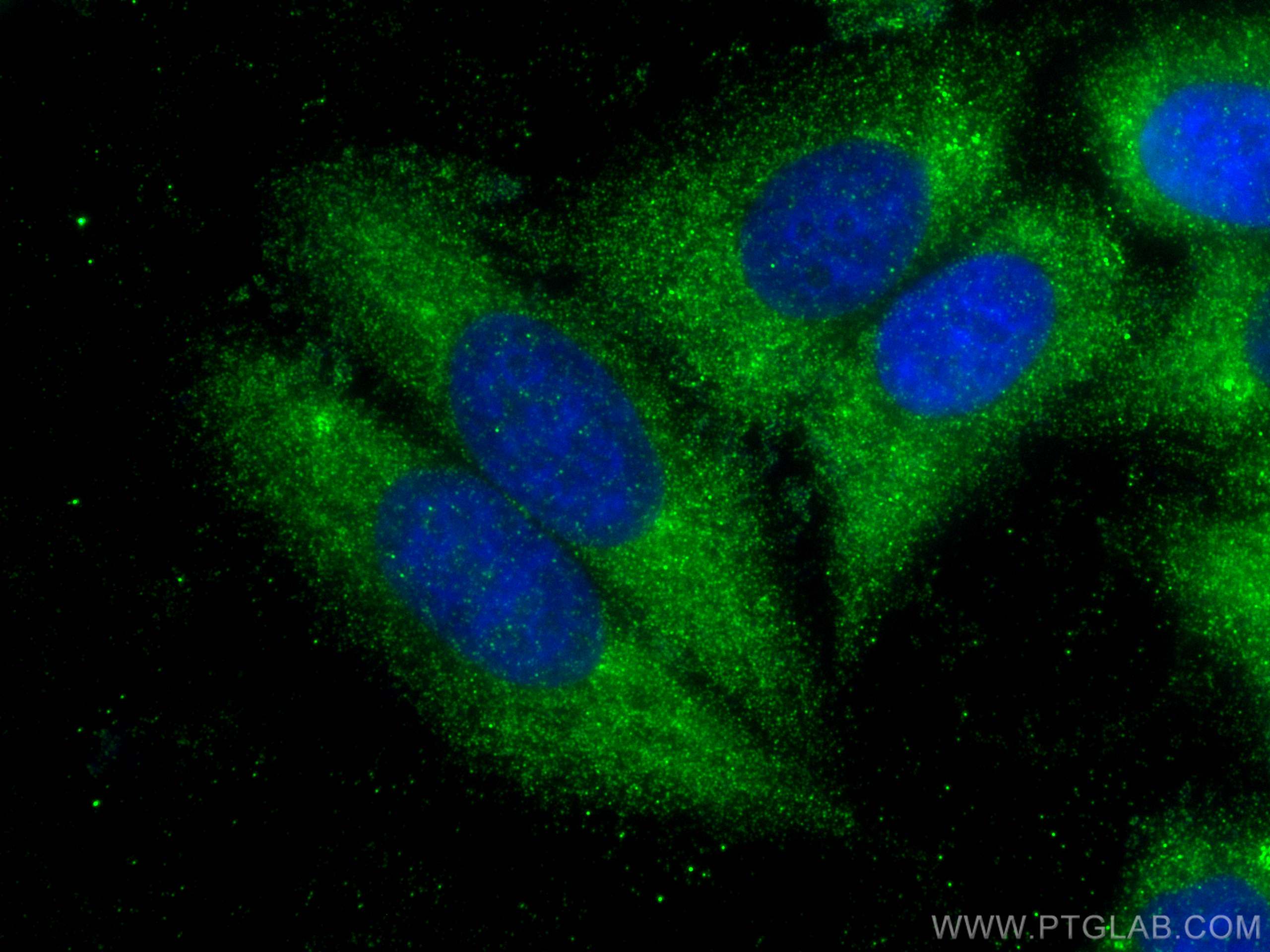 IF Staining of HepG2 using 17224-1-AP