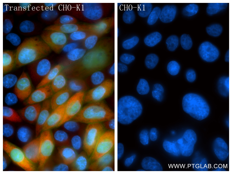 IF Staining of Transfected CHO-K1 using 86638-1-RR IF Staining of Transfected CHO-K1 using 86638-1-RR