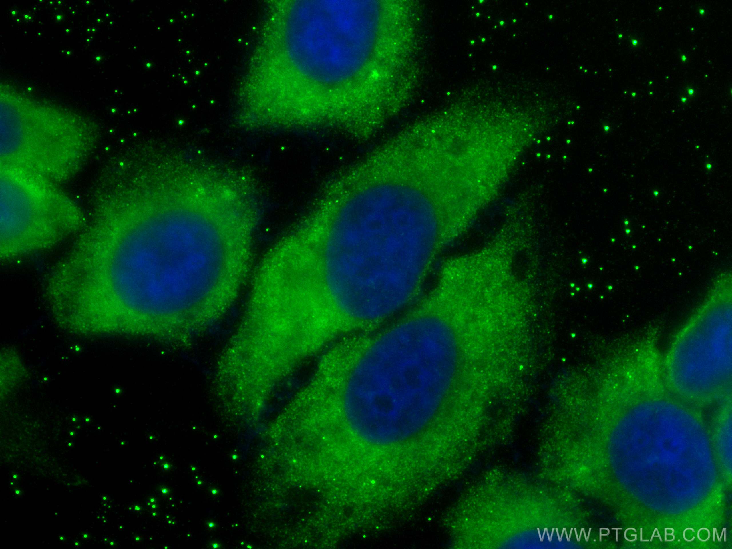 IF Staining of HepG2 using CL488-17224