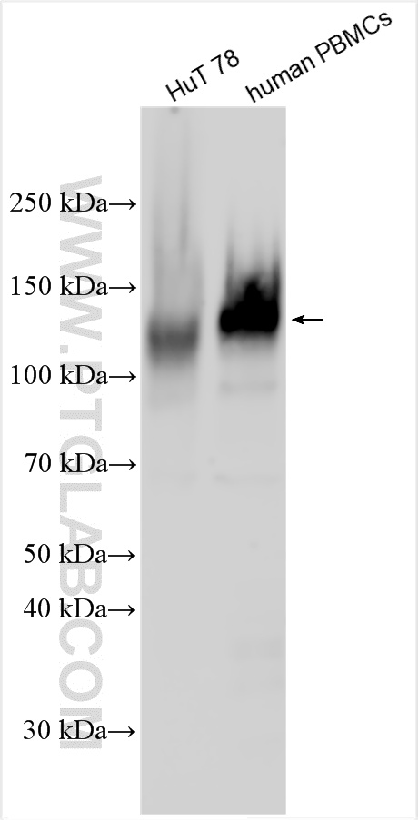 WB analysis using 33214-1-AP