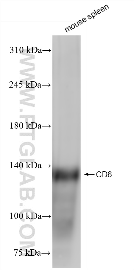 WB analysis of mouse spleen using 84166-5-RR