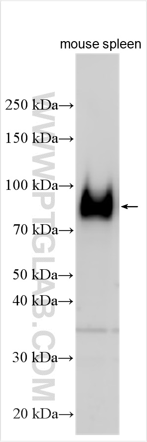 WB analysis using 33173-1-AP