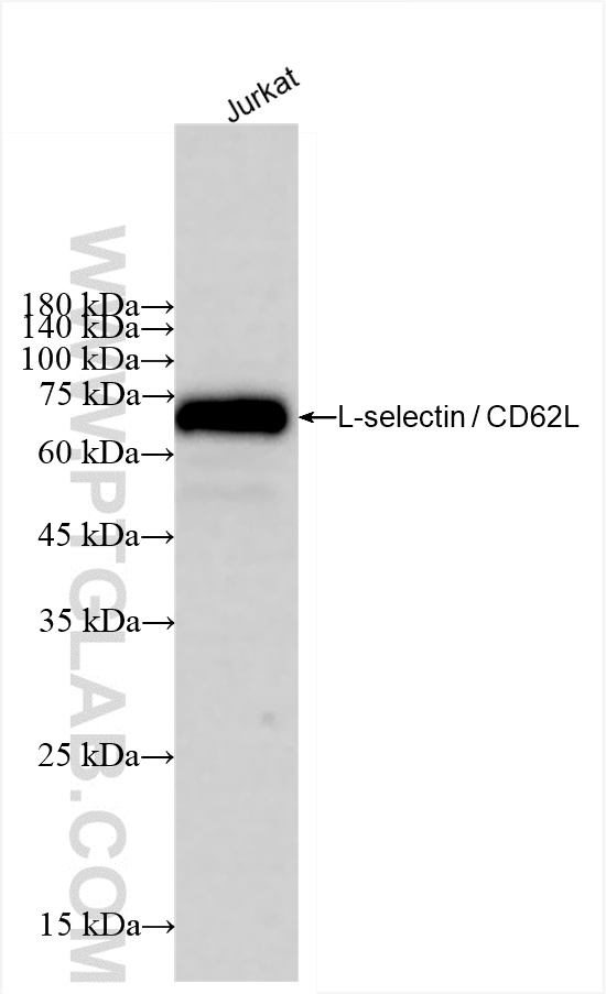 WB analysis of Jurkat using 85111-6-RR