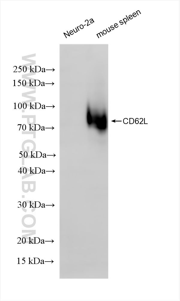 WB analysis using 85903-1-RR