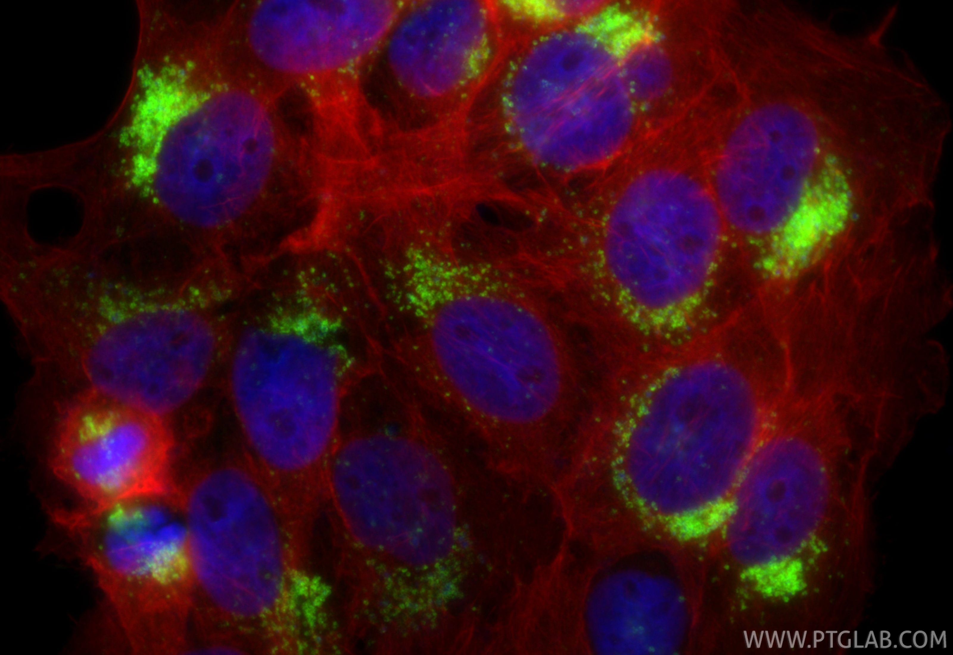 Immunofluorescent analysis of (4% PFA) fixed A431 cells using CD63 antibody (<a class='green' href='/productredirect?CatalogNo=84507-4-RR' target='_blank'>84507-4-RR</a>, Clone: 241964H1 ) at dilution of 1:1000 and CoraLite®488-Conjugated Goat Anti-Rabbit IgG(H+L) (<a class='green' href='/productredirect?CatalogNo=SA00013-2' target='_blank'>SA00013-2</a>), CL594-Phalloidin (red). This data was developed using the same antibody clone with 84507-4-PBS in a different storage buffer formulation. IF Staining of A431 using 84507-4-RR (same clone as 84507-4-PBS)