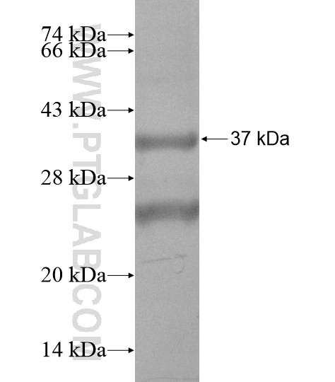 CD63 fusion protein Ag19680 SDS-PAGE CD63 fusion protein Ag19680 SDS-PAGE
