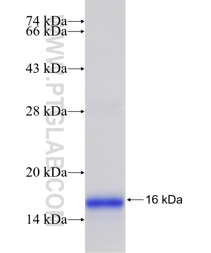 CD63 fusion protein Ag19690 SDS-PAGE