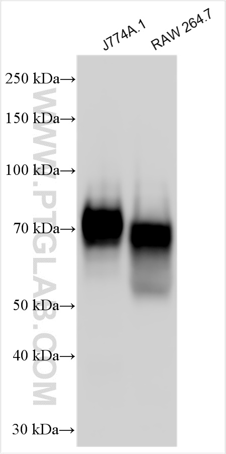 WB analysis using 32060-1-AP