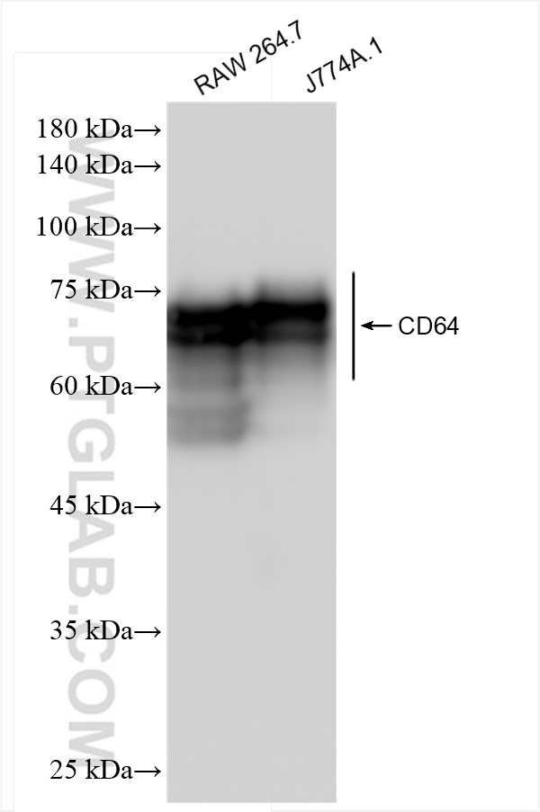 WB analysis using 84518-2-RR