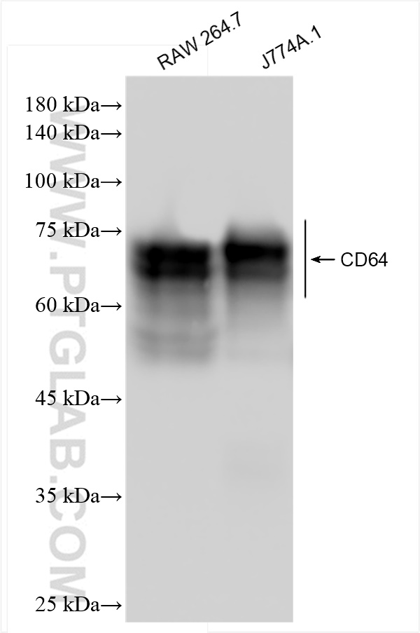 WB analysis using 84518-3-RR