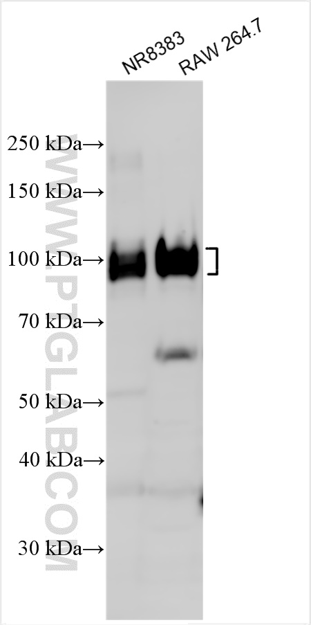 WB analysis using 30929-1-AP