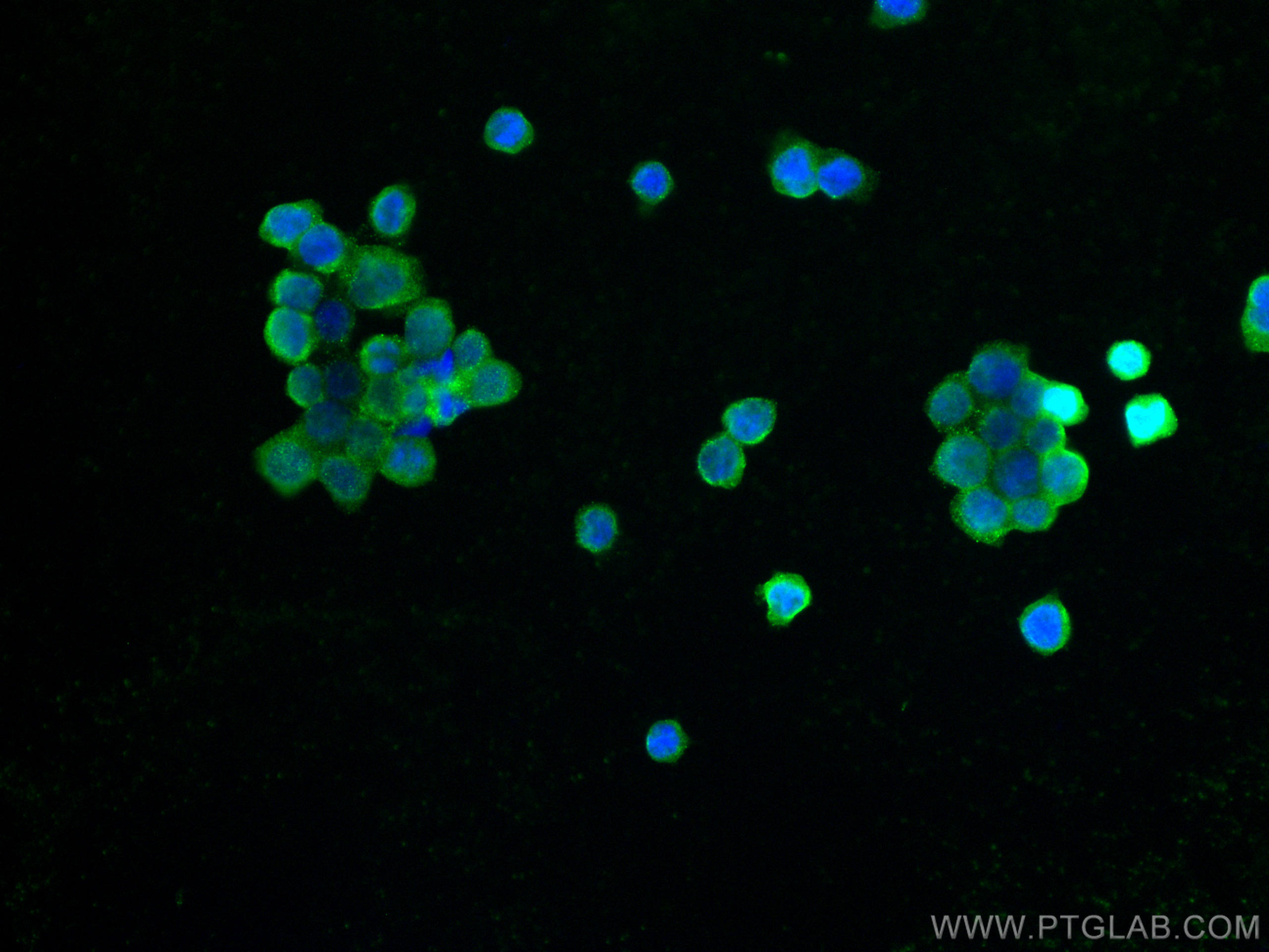 IF Staining of THP-1 using 65187-1-Ig