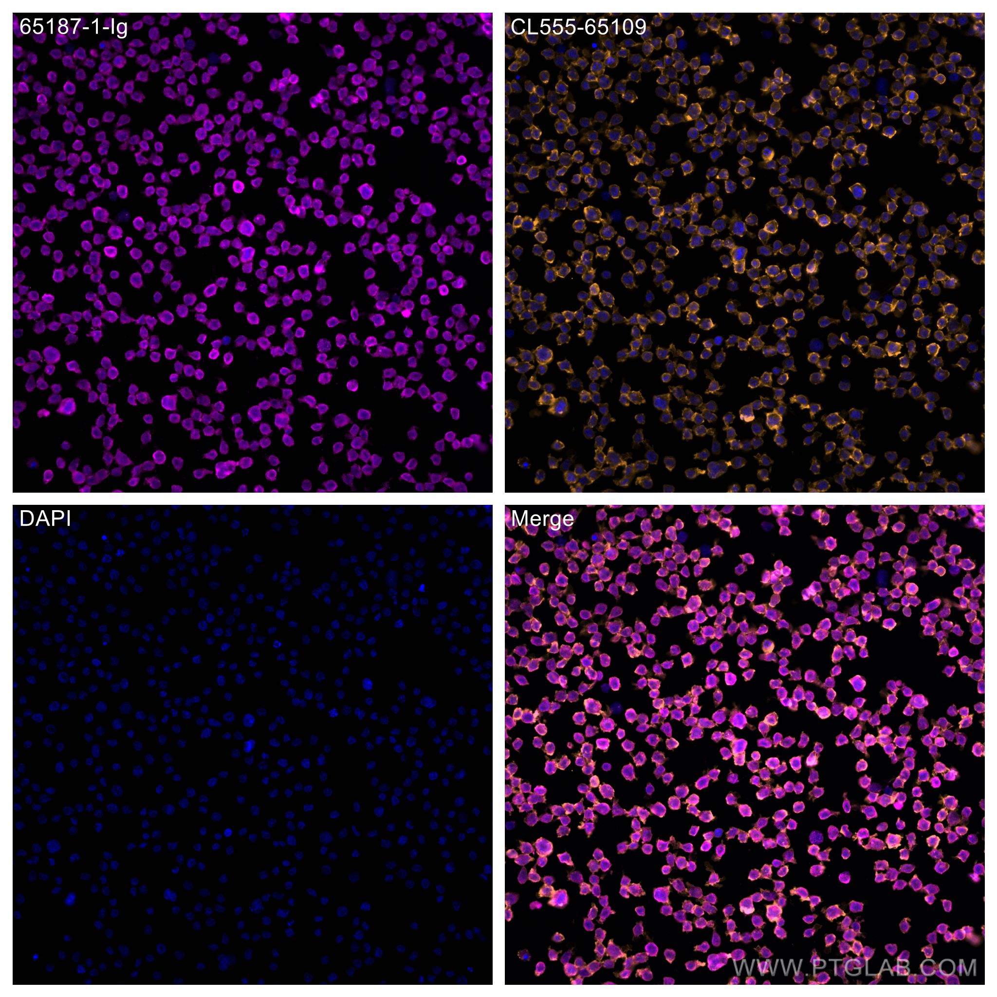IF Staining of THP-1 using 65187-1-Ig