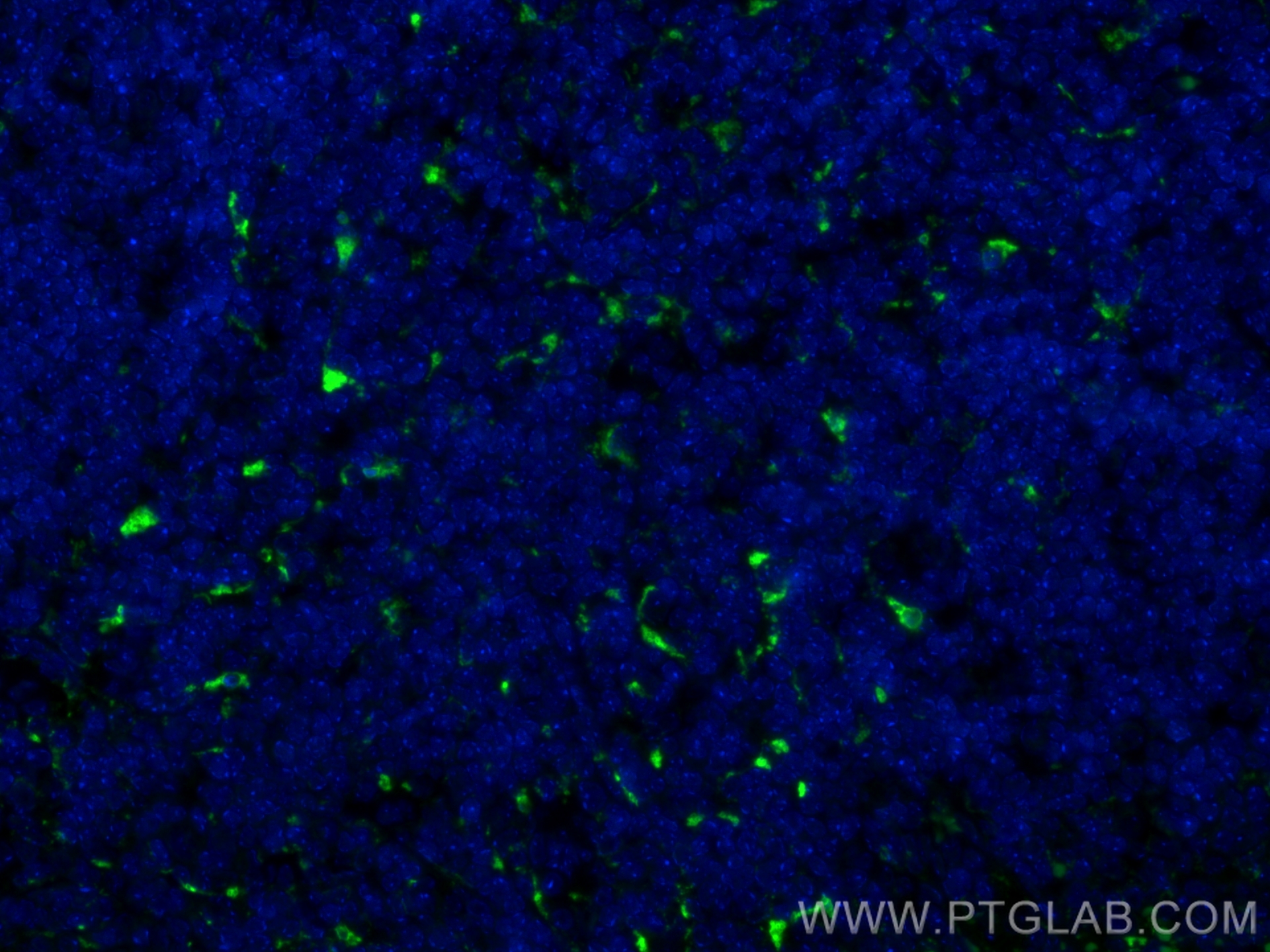 IF Staining of mouse spleen using CL488-83014-5