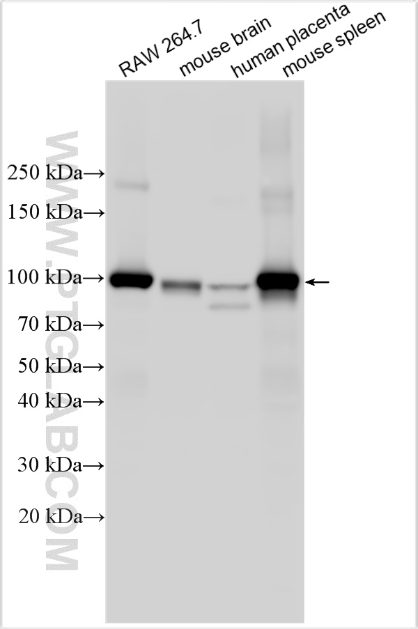 WB analysis using 32333-1-AP