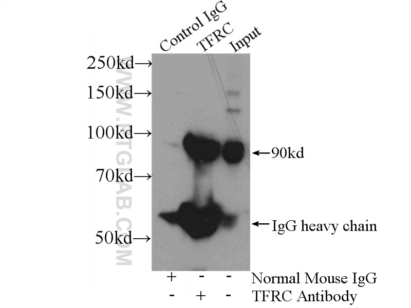 IP experiment of HeLa using 66180-1-Ig