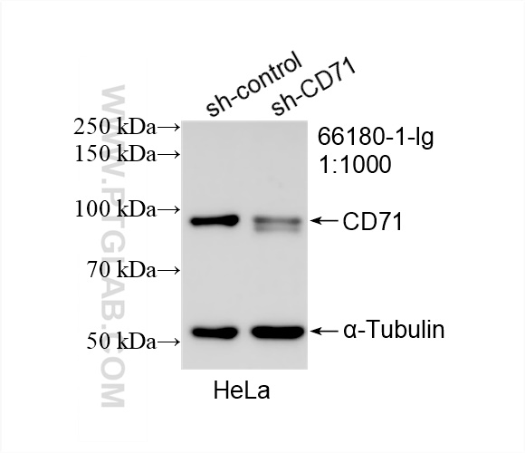 WB analysis of HeLa using 66180-1-Ig (same clone as 66180-1-PBS)