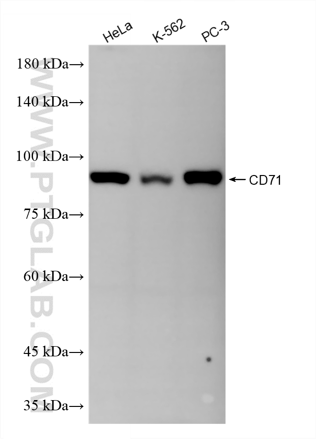 WB analysis using 81793-14-RR