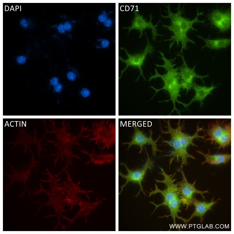 IF Staining of RAW 264.7 using 84766-3-RR