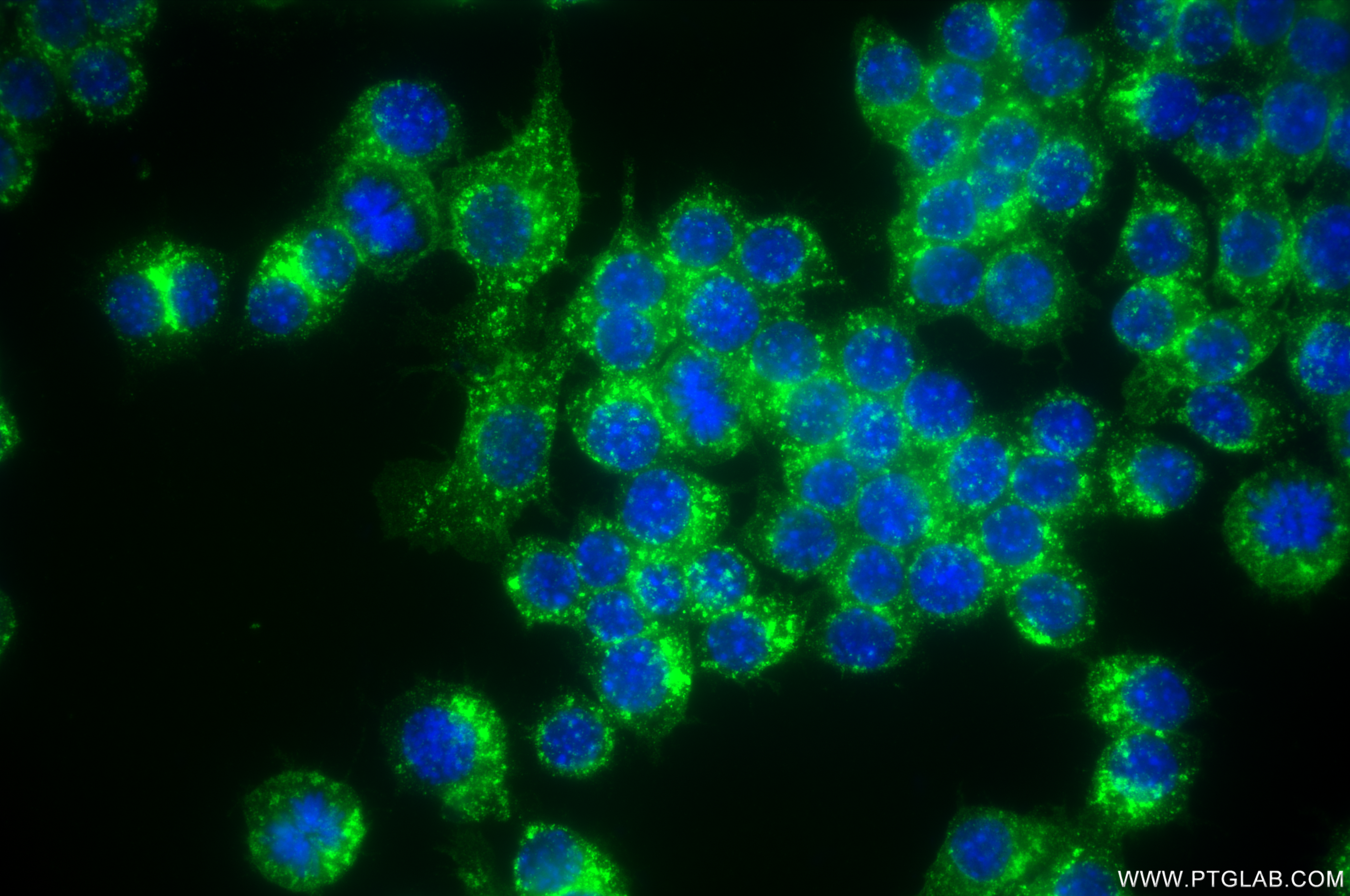IF Staining of RAW 264.7 using 84766-4-RR
