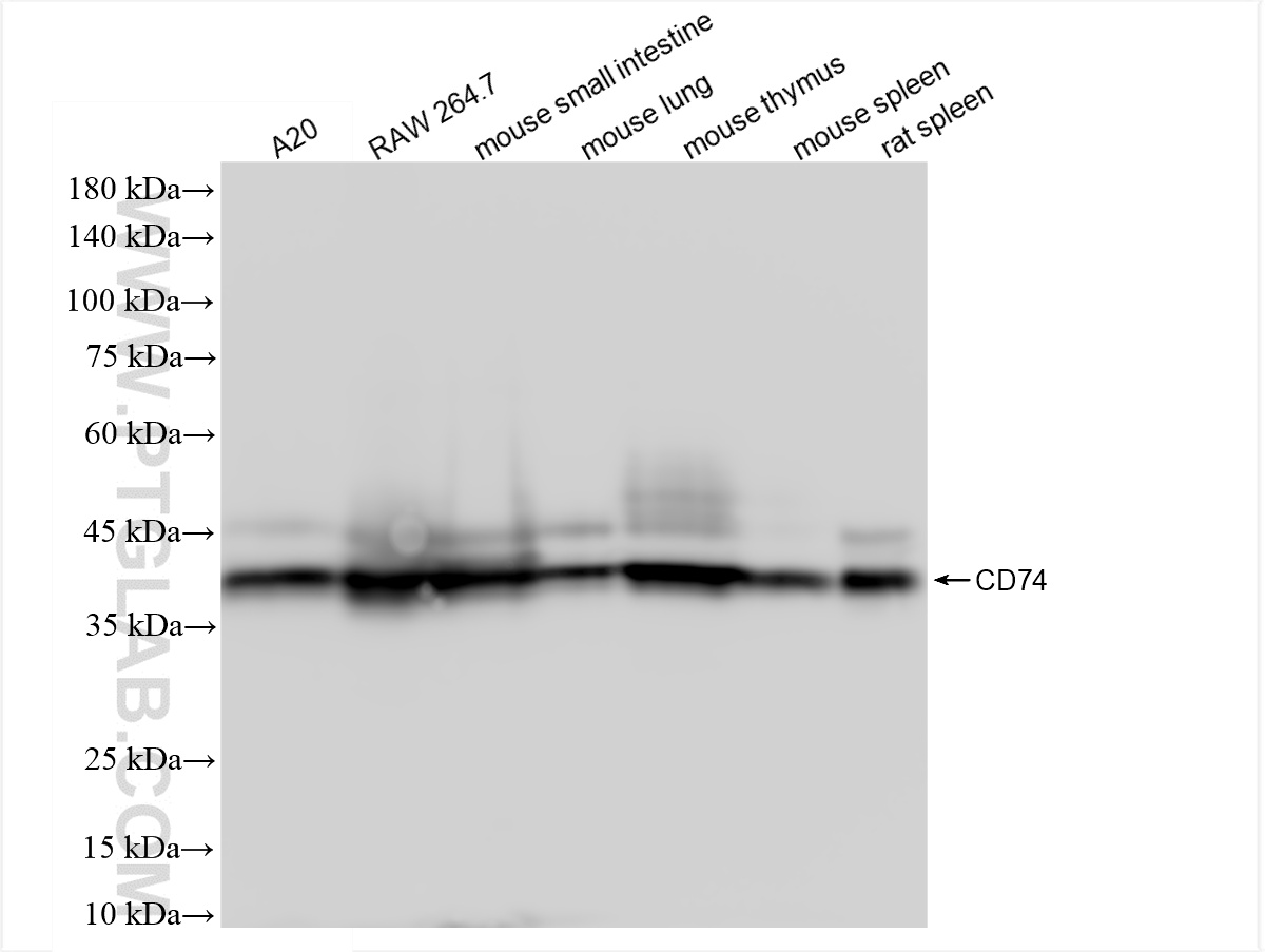 WB analysis using 85802-1-RR (same clone as 85802-1-PBS)