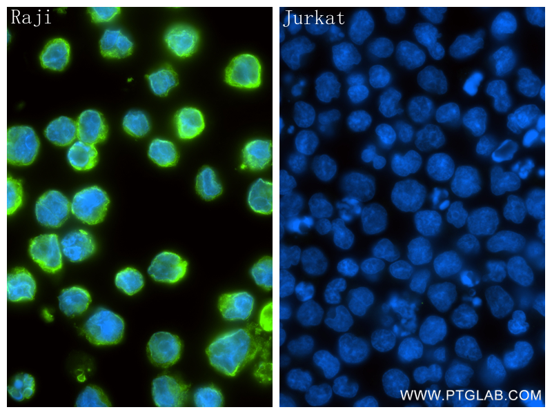 Immunofluorescent analysis of (4% PFA) fixed Raji cells using CD74 antibody (86023-5-RR, Clone: 250520B12 ) at dilution of 1:800 and CoraLite®488-Conjugated Goat Anti-Rabbit IgG(H+L) (<a class='green' href='/productredirect?CatalogNo=SA00013-2' target='_blank'>SA00013-2</a>). IF Staining of Raji using 86023-5-RR