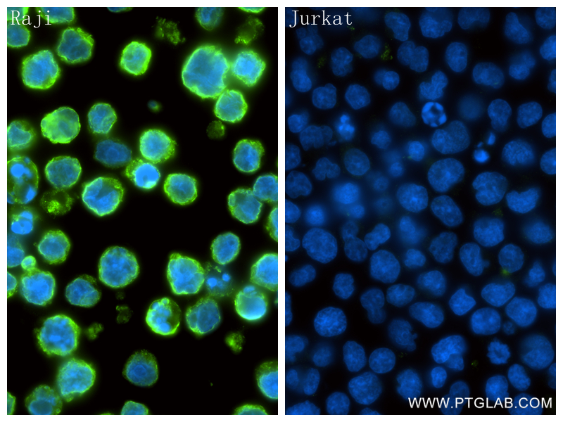 IF Staining of Raji using 98478-2-RR