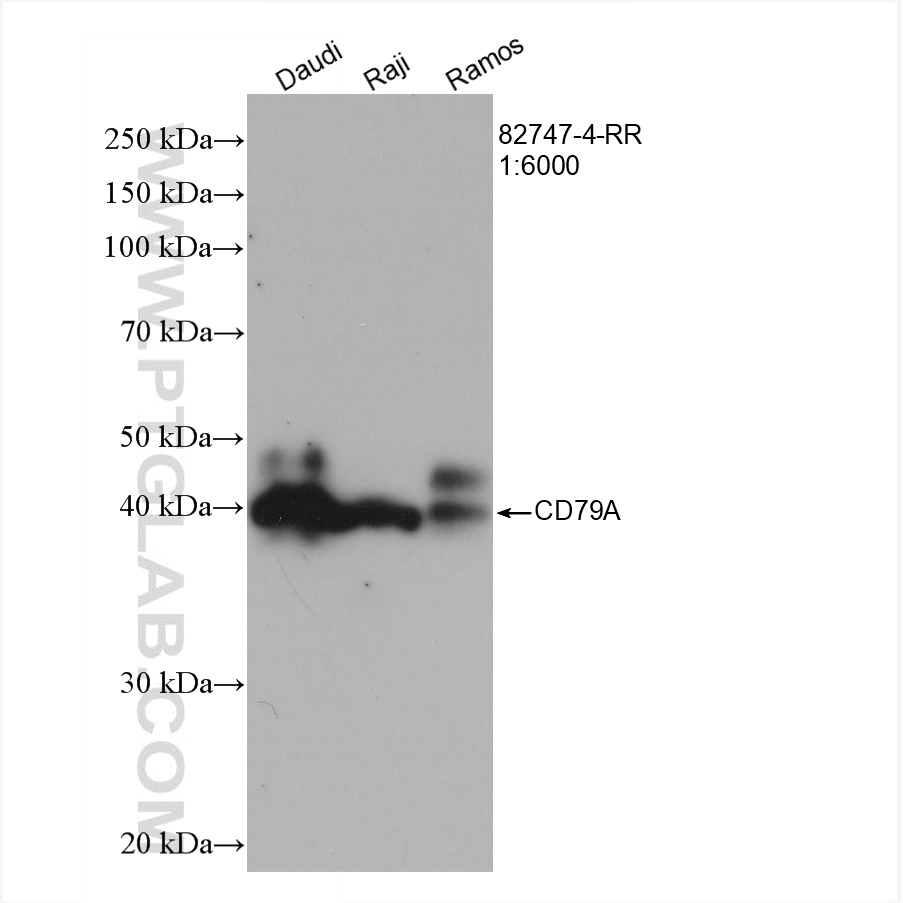 WB analysis using 82747-4-RR