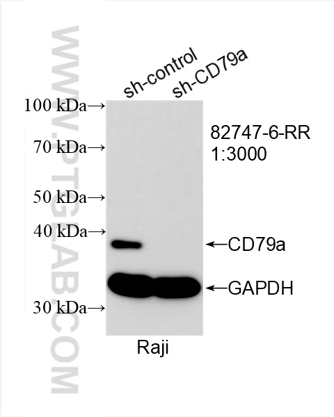 WB analysis of Raji using 82747-6-RR (same clone as 82747-6-PBS)