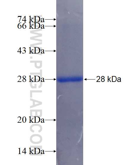 CD79B fusion protein Ag15086 SDS-PAGE