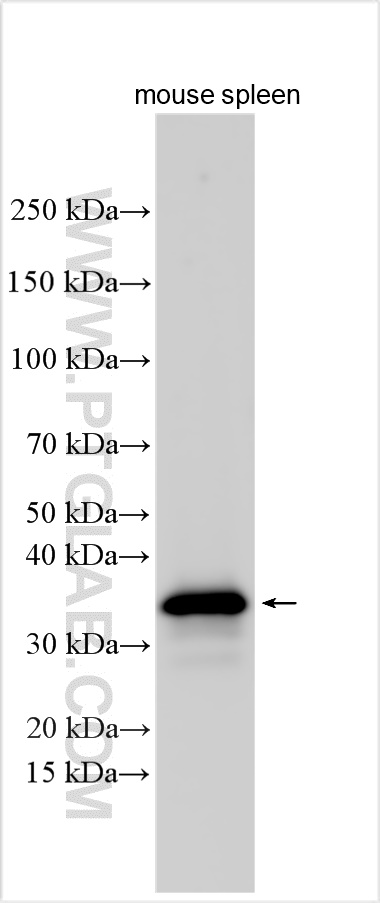 WB analysis using 32152-1-AP