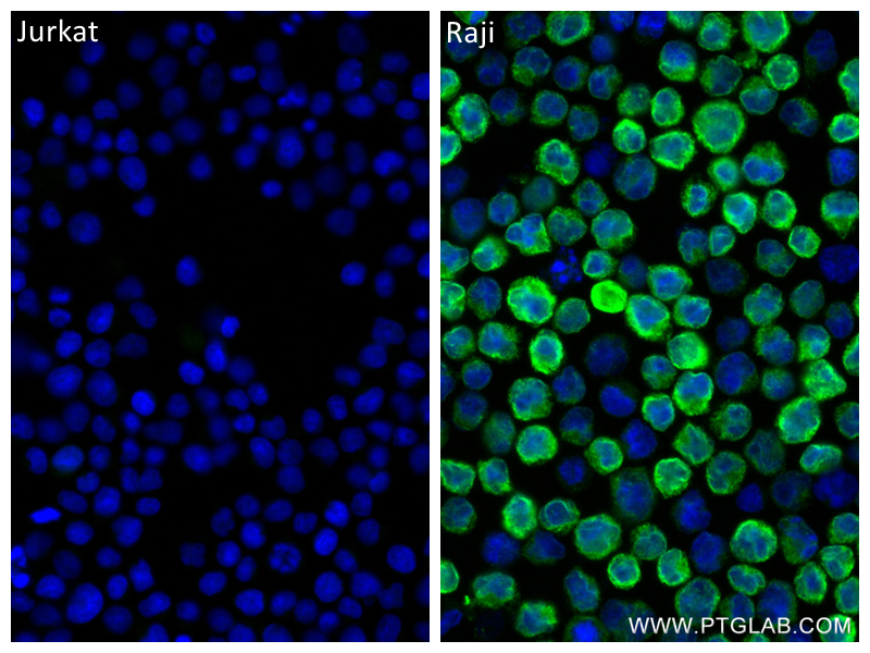 IF Staining of Raji using 84234-5-RR